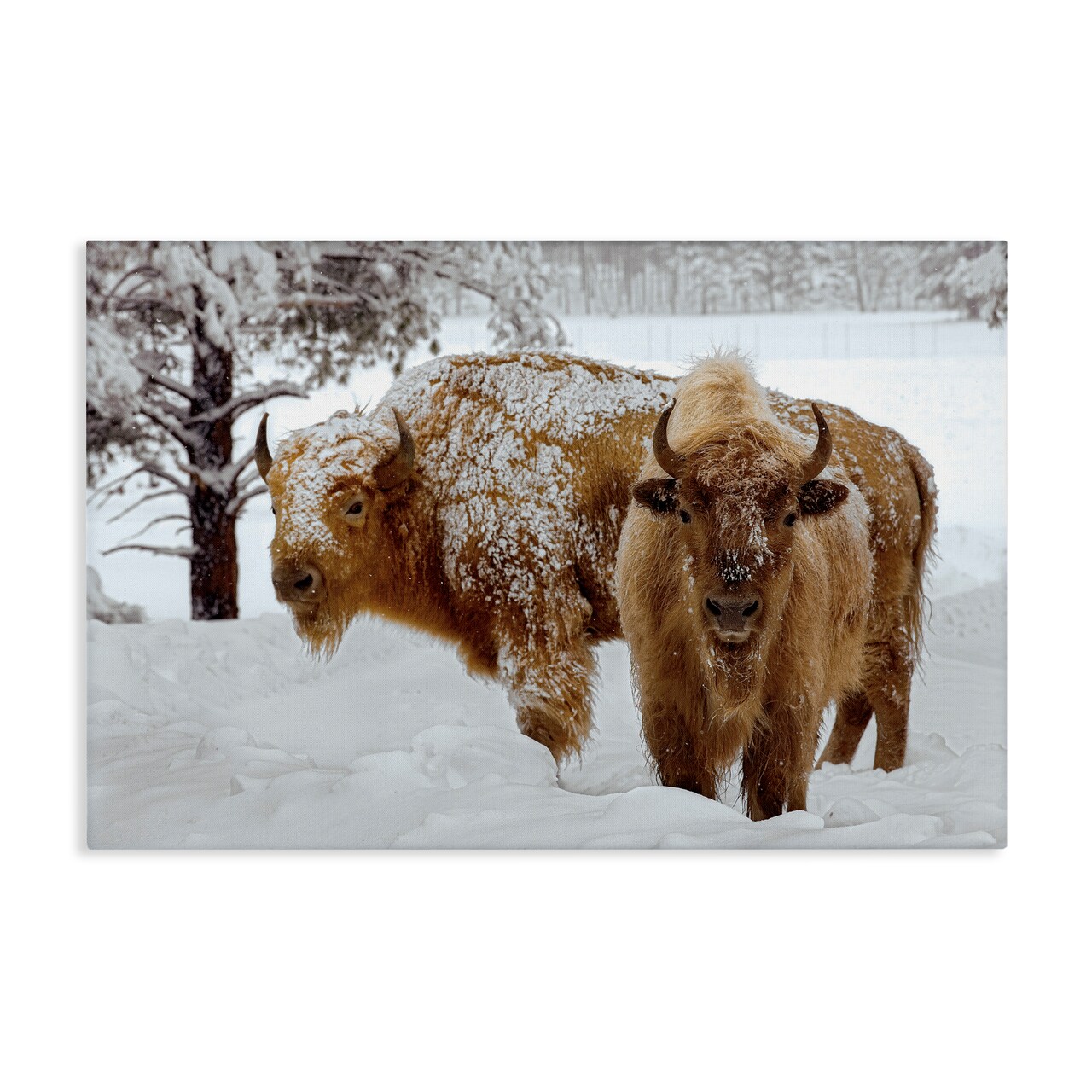 Stupell Industries Winter White Bison Canvas, design by Mike Jones